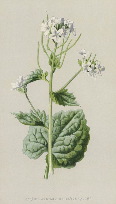 Česnek-hořčice nebo samotná omáčka (chromolitho) od Frederick Edward Hulme