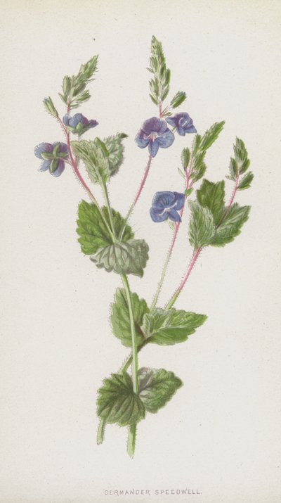 Germander Speedwell (chromolitho) od Frederick Edward Hulme