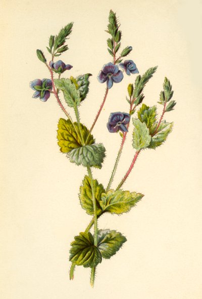 Germander Speedwell, 1877. od Frederick Edward Hulme