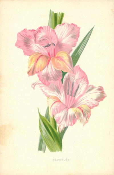 Mečík od Frederick Edward Hulme
