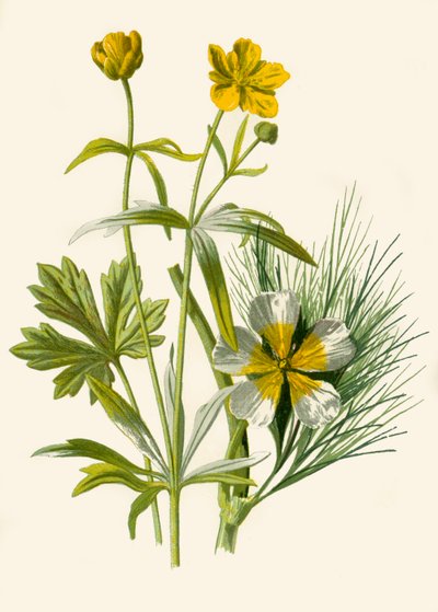 Zlatovláska. Vodní pryskyřník, 1877. od Frederick Edward Hulme