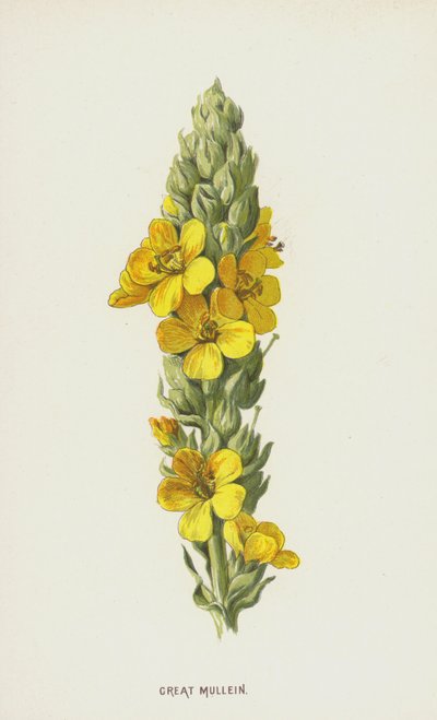 Divizna velká (chromolitho) od Frederick Edward Hulme