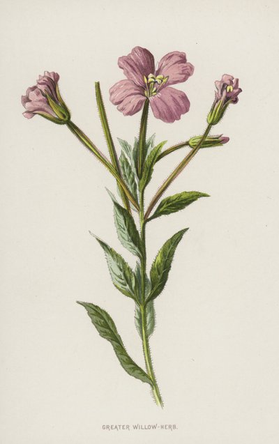 Vrba větší (chromolitho) od Frederick Edward Hulme