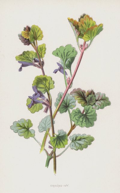 Břečťan zemní (chromolitho) od Frederick Edward Hulme