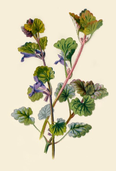 Ground Ivy, 1877. od Frederick Edward Hulme