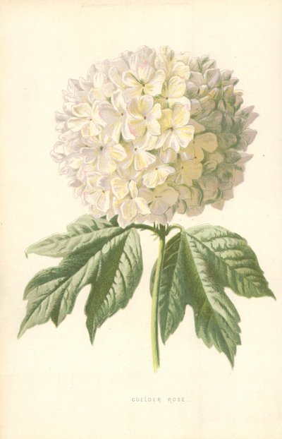 Guelder Rose od Frederick Edward Hulme