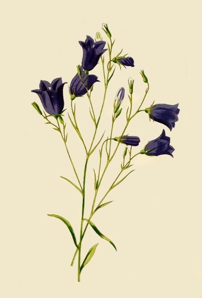 Harebell, 1877. od Frederick Edward Hulme