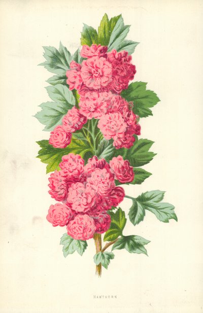 Hawthorn od Frederick Edward Hulme