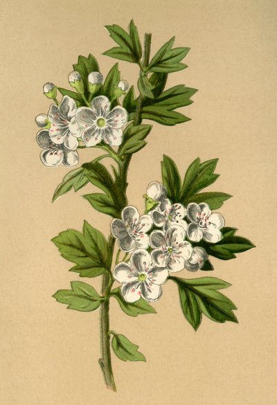Hawthorn, 1877. od Frederick Edward Hulme