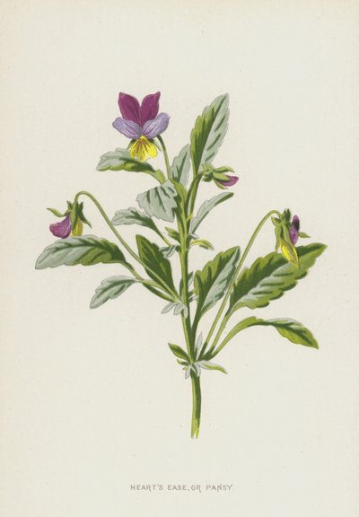 Hearts Ease nebo Pansy (chromolitho) od Frederick Edward Hulme