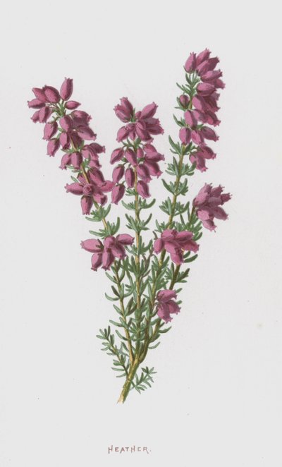 Heather (chromolitho) od Frederick Edward Hulme