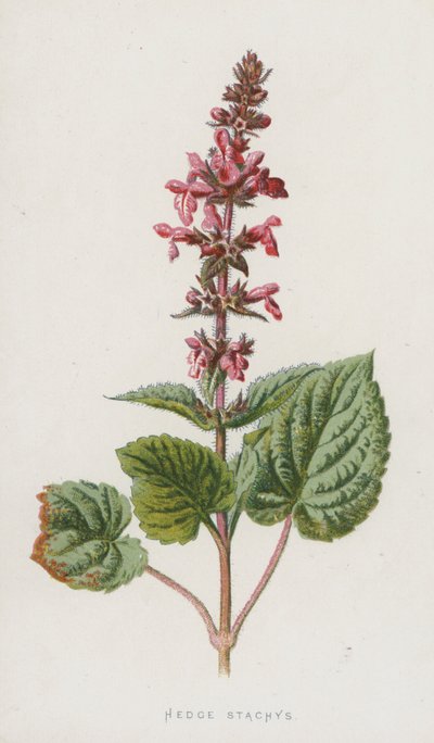 Hedge Stachys (chromolitho) od Frederick Edward Hulme
