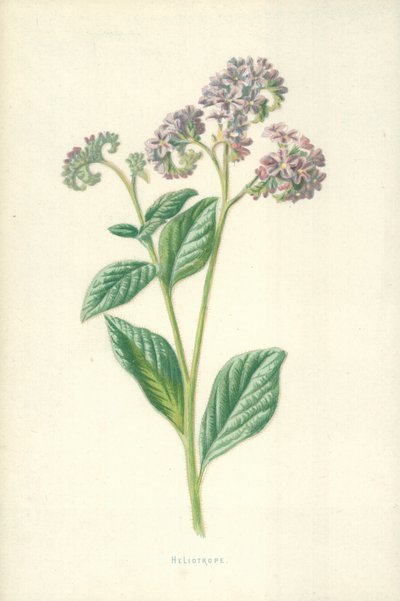 Heliotrop od Frederick Edward Hulme