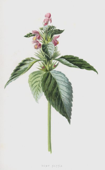 Kopřiva konopná (chromolitho) od Frederick Edward Hulme