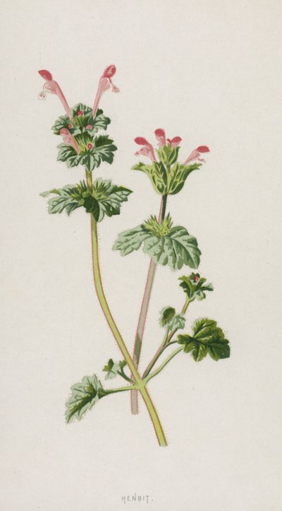 Henbit (chromolitho) od Frederick Edward Hulme