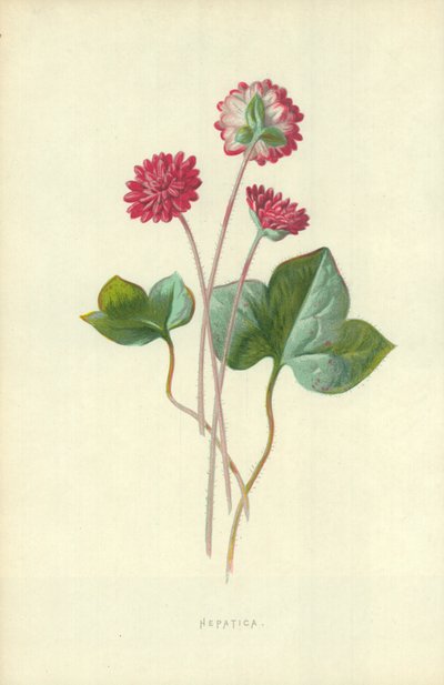 Hepatica od Frederick Edward Hulme