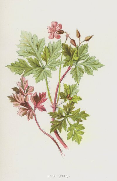 Herb-Robert (chromolitho) od Frederick Edward Hulme
