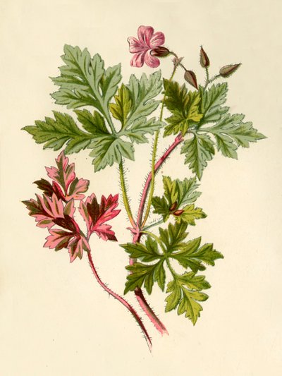 Herb-Robert, 1877. od Frederick Edward Hulme