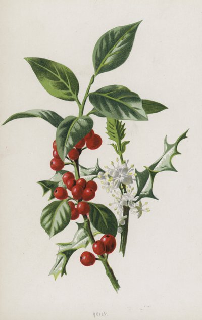 Holly (chromolit) od Frederick Edward Hulme