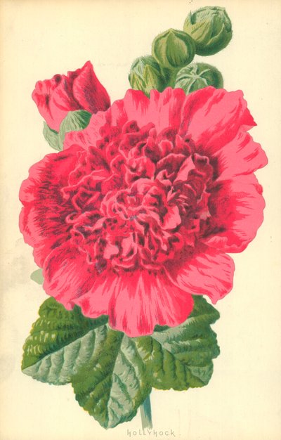 Hollyhock od Frederick Edward Hulme