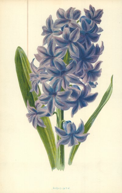 Hyacint od Frederick Edward Hulme