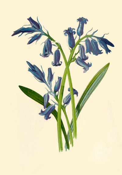 Hyacint, 1877. od Frederick Edward Hulme