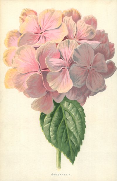 Hortenzie od Frederick Edward Hulme