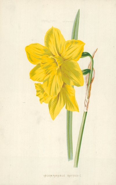 Nesrovnatelný narcis od Frederick Edward Hulme