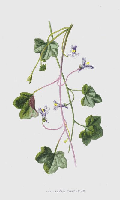 Břečťanolistá ropucha-len (chromolitho) od Frederick Edward Hulme