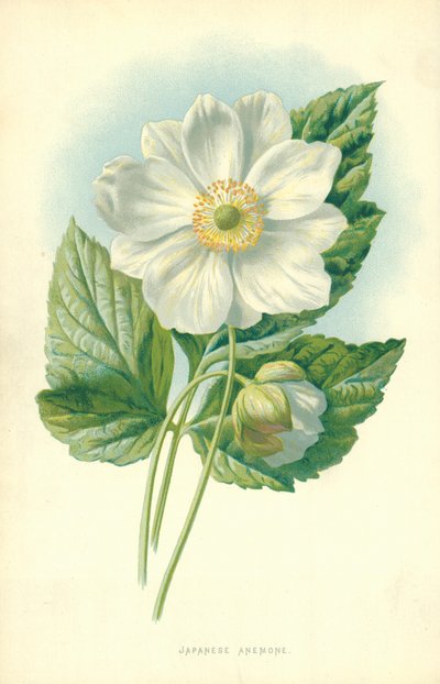 Japonská sasanka od Frederick Edward Hulme