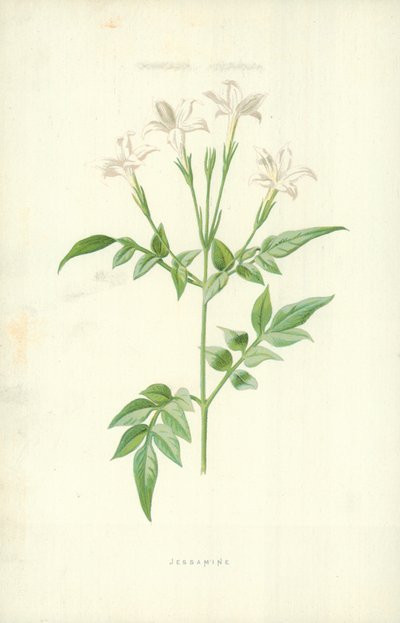 Jasmín od Frederick Edward Hulme