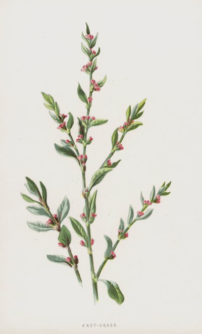 Knot-Grass (chromolit) od Frederick Edward Hulme