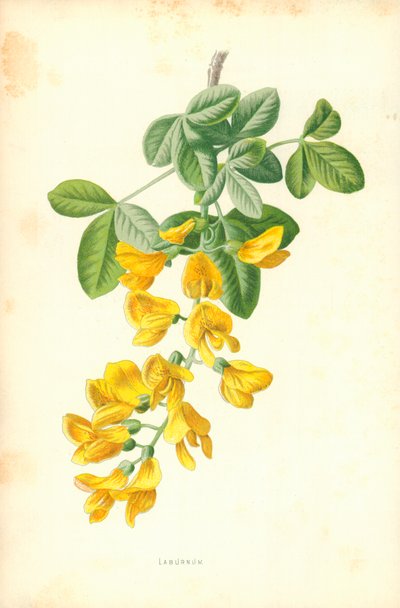Laburnum od Frederick Edward Hulme