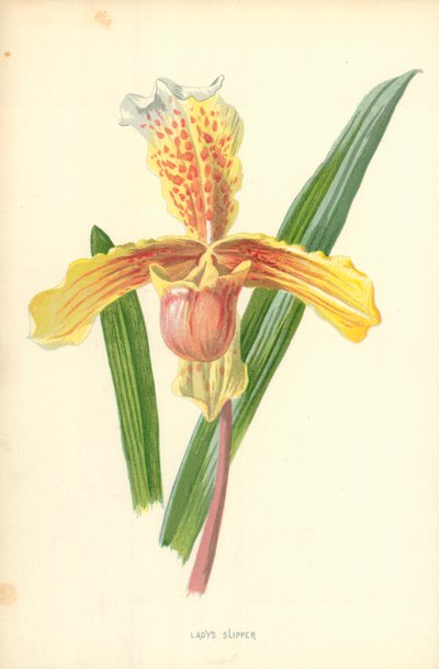 Dámský střevíček od Frederick Edward Hulme