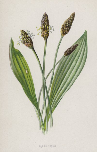 jehněčí jazyk (chromolitho) od Frederick Edward Hulme