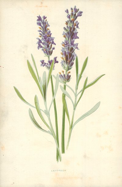 Levandule od Frederick Edward Hulme
