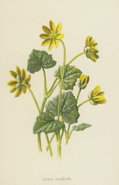 Vlaštovičník menší (chromolitho) od Frederick Edward Hulme