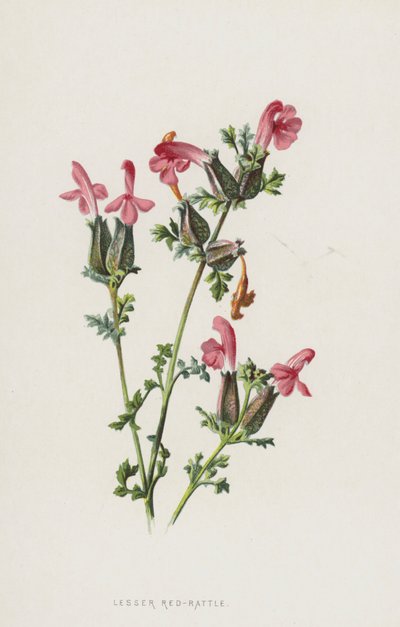 Lesser Red-Rattle (chromolitho) od Frederick Edward Hulme