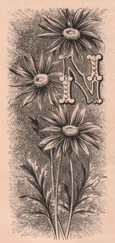 N-kirjain, korkkikirjain, kaiverrus, cm 10x5, kirjoittanut Frederick Edward Hulme (1841-1909) Tutusta puutarhakukkasta, noin 1880 od Frederick Edward Hulme