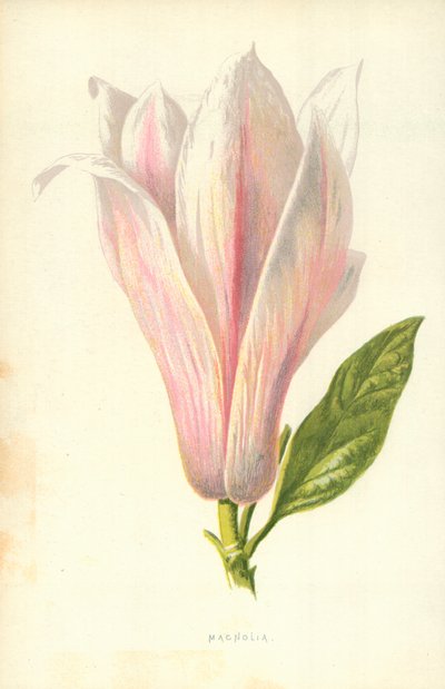 Magnolia od Frederick Edward Hulme