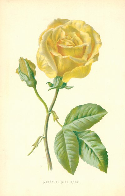 maršál Niel Rose od Frederick Edward Hulme