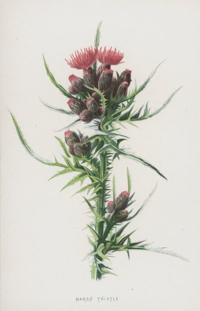 Marsh Thistle (chromolitho) od Frederick Edward Hulme