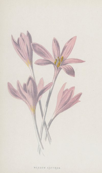 Meadow Saffron (chromolitho) od Frederick Edward Hulme