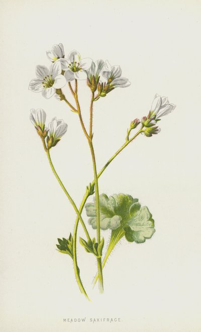 Lomikámen luční (chromolitho) od Frederick Edward Hulme