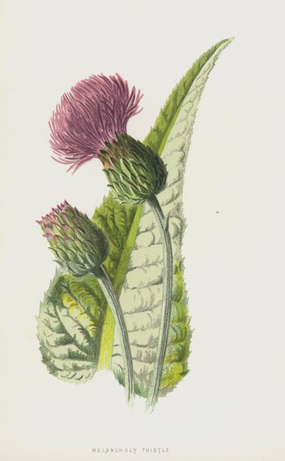 Melancholický bodlák (chromolitho) od Frederick Edward Hulme