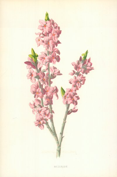 Mesereon od Frederick Edward Hulme