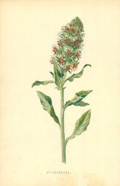 Rezeda od Frederick Edward Hulme