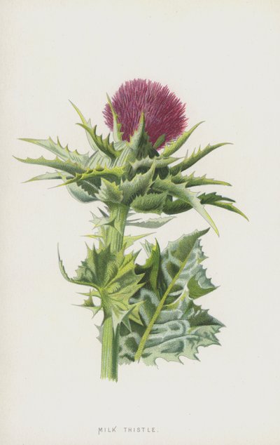 Ostropestřec mariánský (chromolitho) od Frederick Edward Hulme