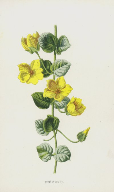 Moneywort (chromolitho) od Frederick Edward Hulme