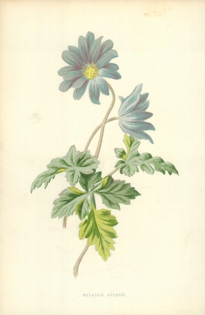 Sasanka horská od Frederick Edward Hulme